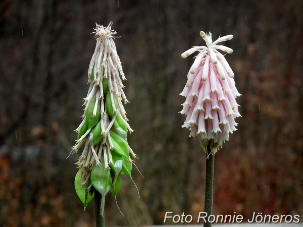 veltheimia bracteata